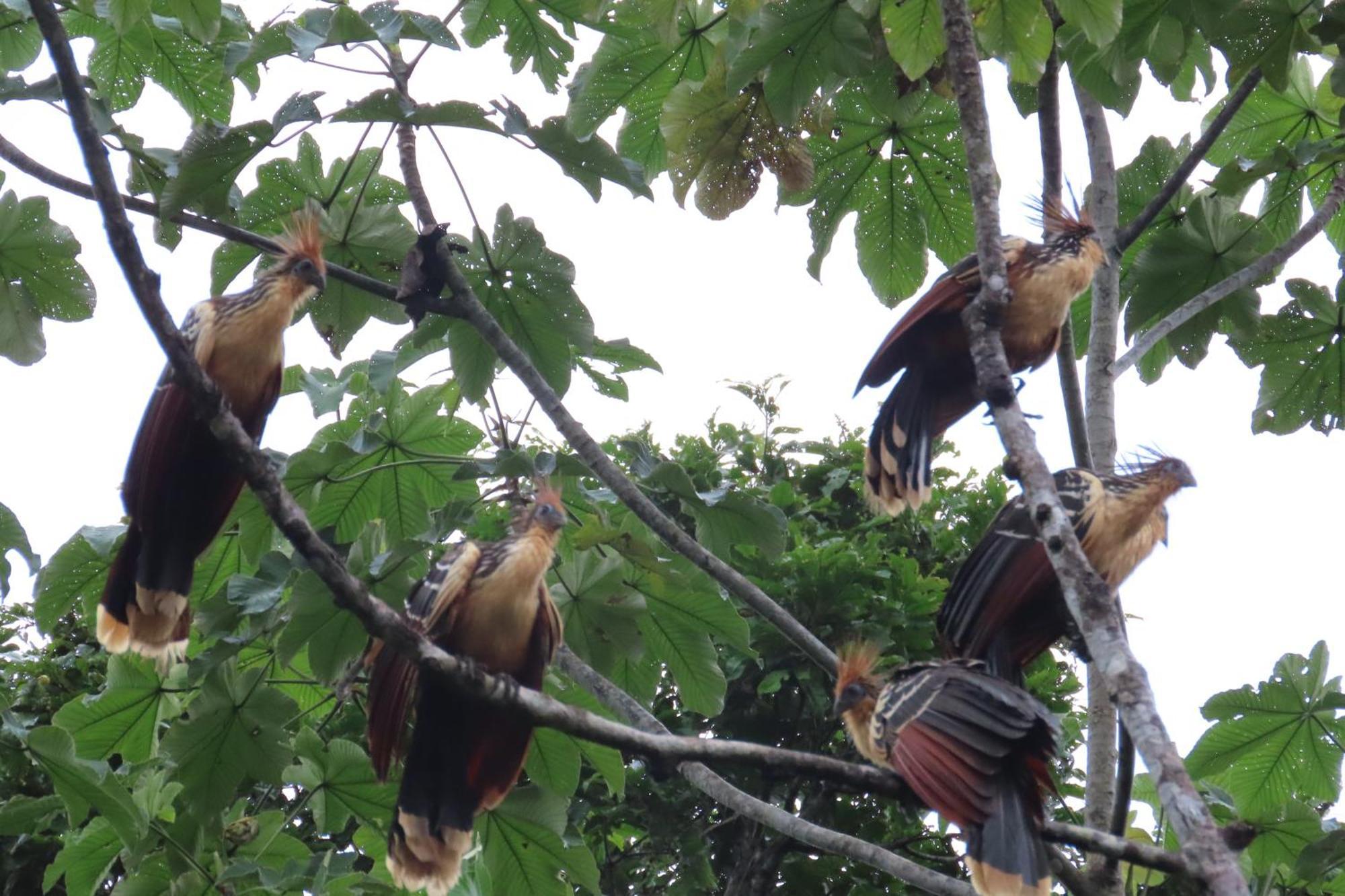 Hospedaje Y Tours Reina Arriera Amazonas Colombia Macedonia 외부 사진
